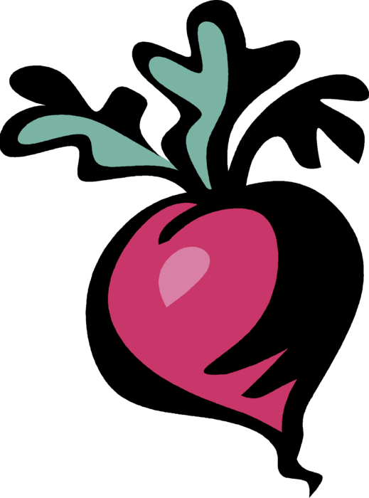 Vector Illustration of Crisp, Pungent Edible Root Vegetable Radish