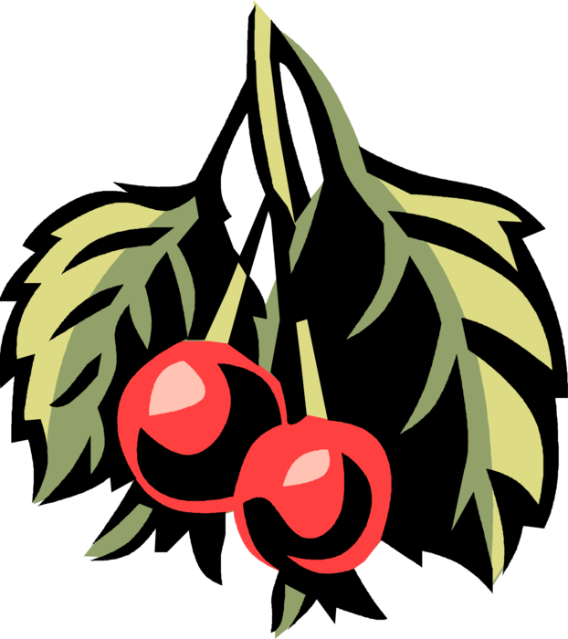 Vector Illustration of Serviceberry Shadbush Saskatoon Berries 