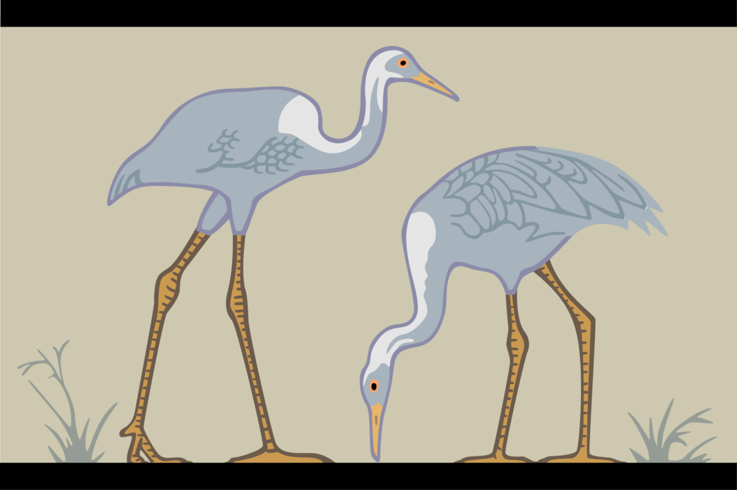 Vector Illustration of Long-Legged and Long-Necked Crane Bird