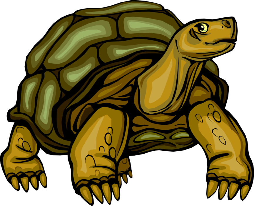 Vector Illustration of Slow-Moving Terrestrial Reptile Tortoise or Turtle