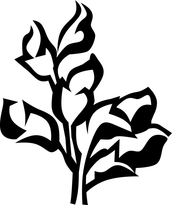 Vector Illustration of Blue False Indigo Botanical Horticulture Toxic Flowering Plant