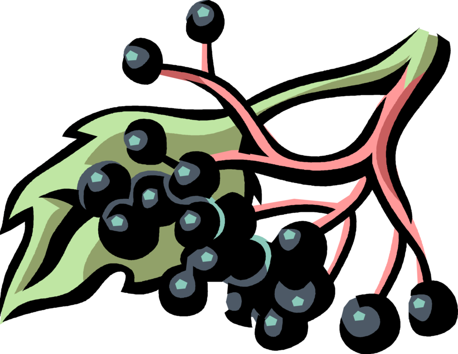 Vector Illustration of Elderberry Sambucus Botanical Flowering Plant
