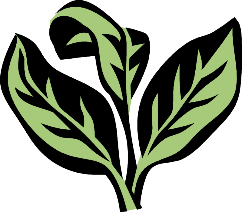 Vector Illustration of Oregano Aromatic Herb Spice Flowering Plant