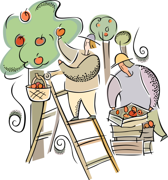 Vector Illustration of Farm Apple Orchard Harvest with Trees and Ladders, Fruit Apples in Crates