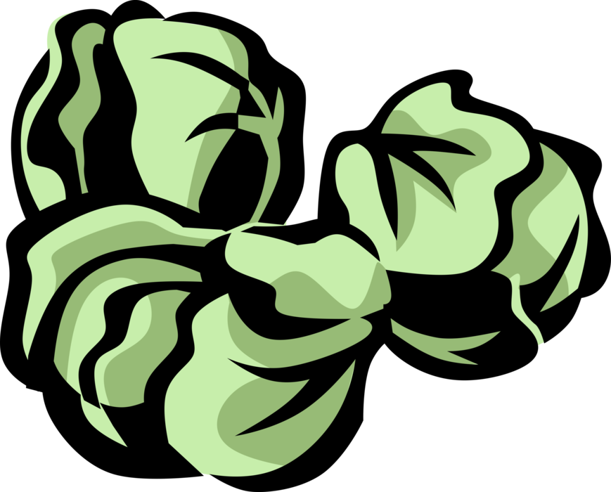 Vector Illustration of Leafy Green Vegetable Brussels Sprout Cabbage