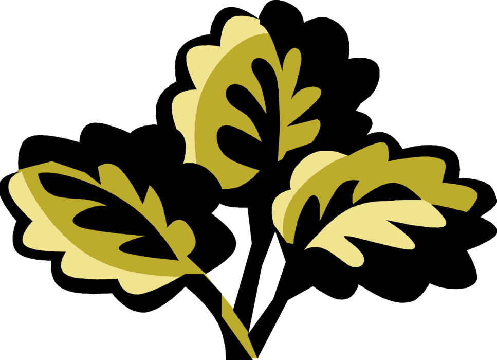 Vector Illustration of Burnet Herbaceous Plant used in Salads and Dressings