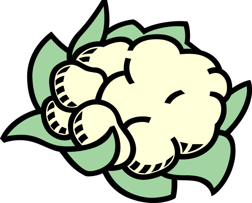 Vector Illustration of Edible Vegetable Head of Cauliflower