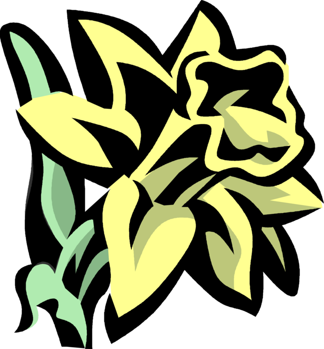 Vector Illustration of Daffodil Spring Perennial Botanical Horticulture Flowering Plant
