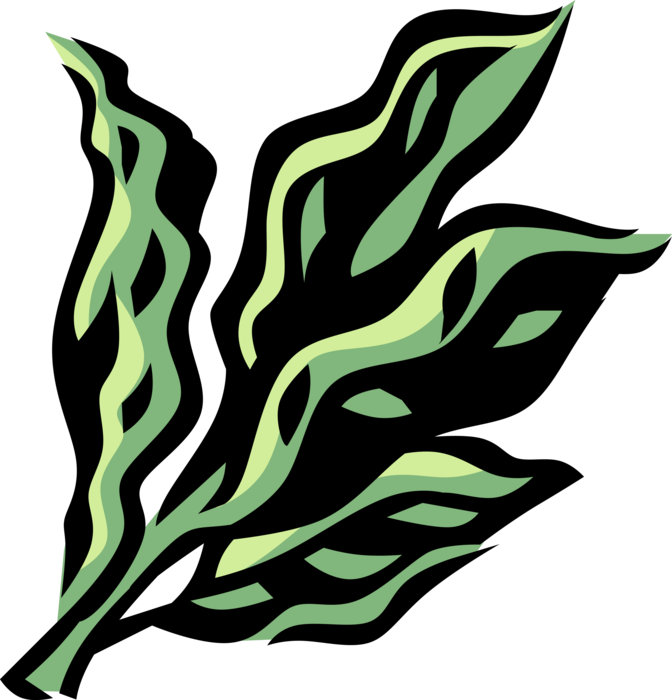 Vector Illustration of Laurel Botanical Aromatic Evergreen Tree or Shrub Plant