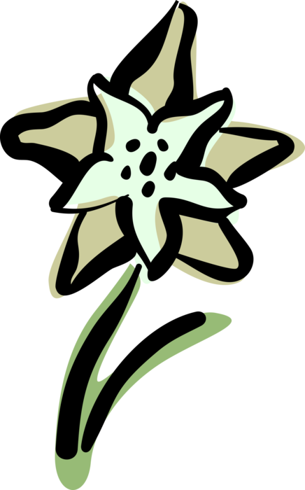 Vector Illustration of Daffodil Spring Perennial Botanical Horticulture Flowering Plant