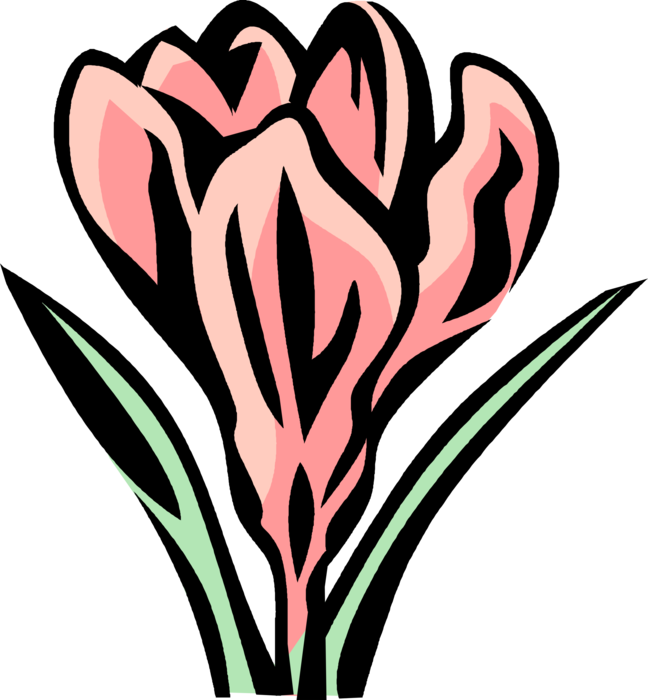 Vector Illustration of Crocus Perennial Botanical Horticulture Flowering Plant Grown from Corm Bulbo-Tubers