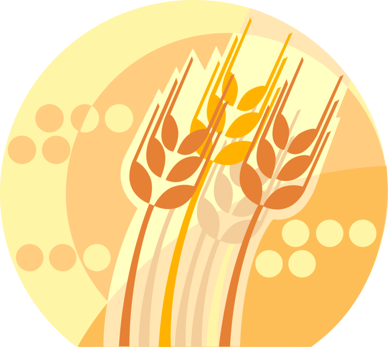 Vector Illustration of Wheat Grain of Cereal Grass Agricultural Crop