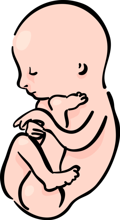 Vector Illustration of Fetus Prenatal Human Between Embryonic State and Birth Baby in Womb