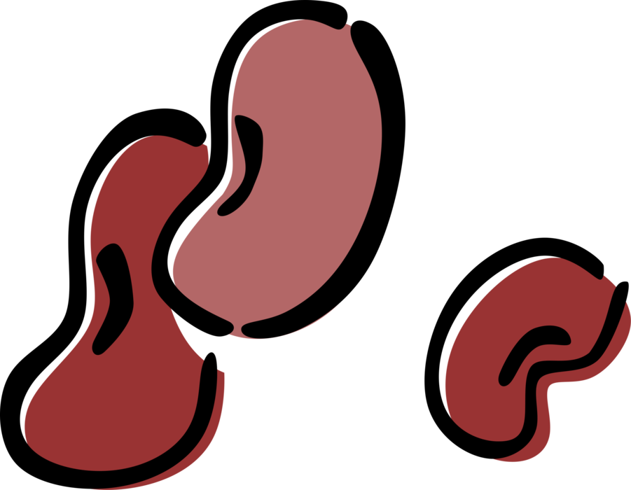 Vector Illustration of Kidney Beans used in Chili Con Carne