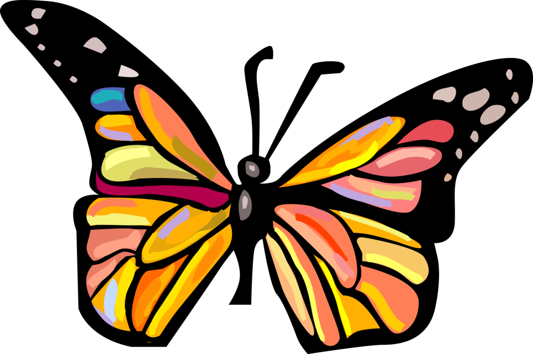 Vector Illustration of Colorful Butterfly Winged Insect