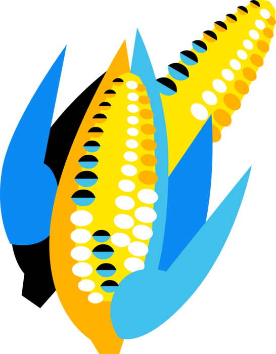 Vector Illustration of Cobs or Maize Husks of Corn