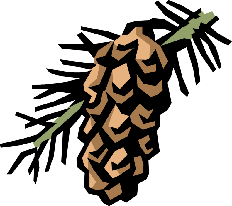 Vector Illustration of Evergreen Spruce Bow with Conifer Pine Cone