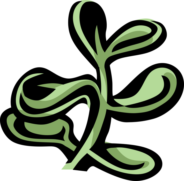 Vector Illustration of Jade Succulent Plant Common Houseplant