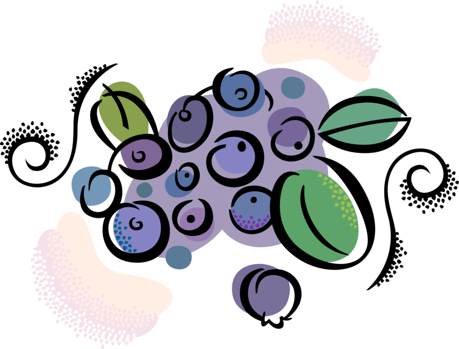 Vector Illustration of Edible Grapevine Fruit Grapes