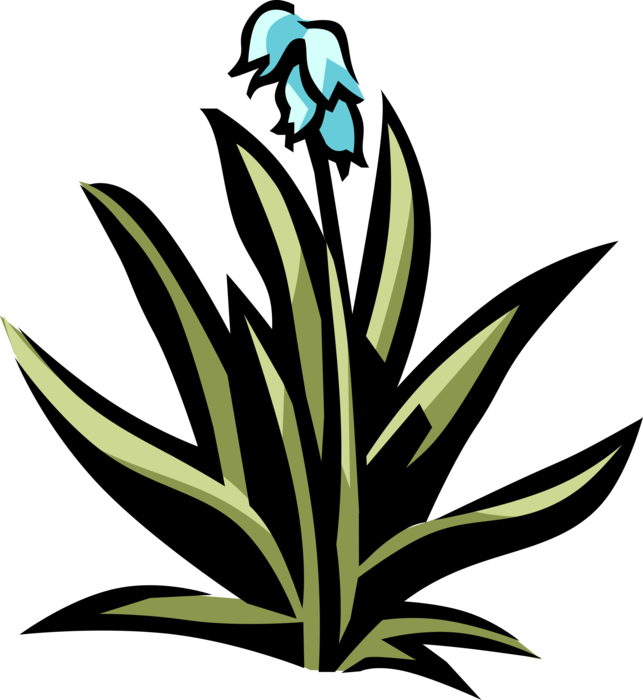 Vector Illustration of Yucca Botanical Horticulture Ornamental Flowering Garden Plant