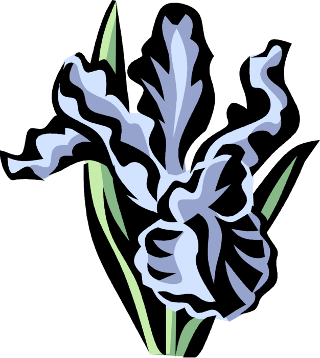 Vector Illustration of Iris Perennial Flowering Plant Flower
