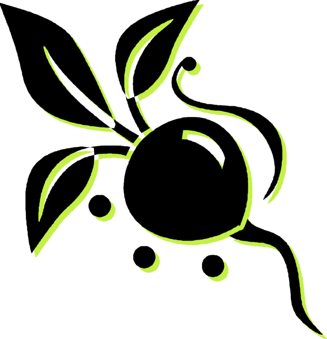 Vector Illustration of Crisp, Pungent Edible Root Vegetable Radishes