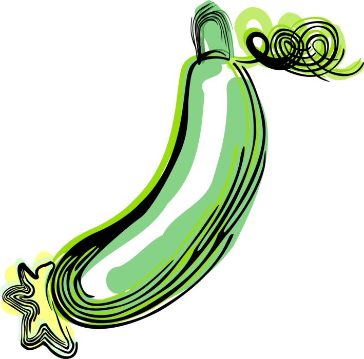 Vector Illustration of Culinary Edible Creeping Vine Vegetable Cucumber
