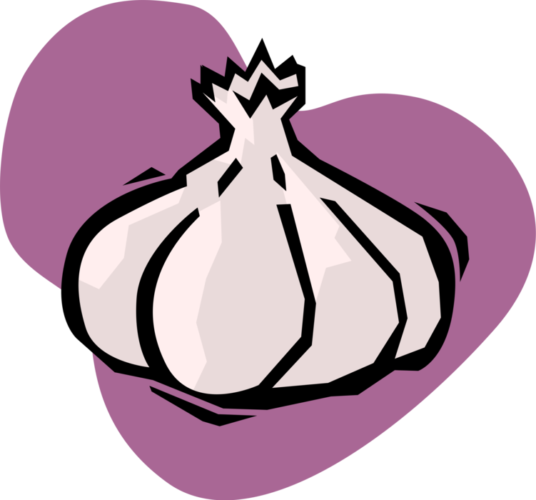 Vector Illustration of Edible Pungent Culinary Bulb Plant Garlic Clove