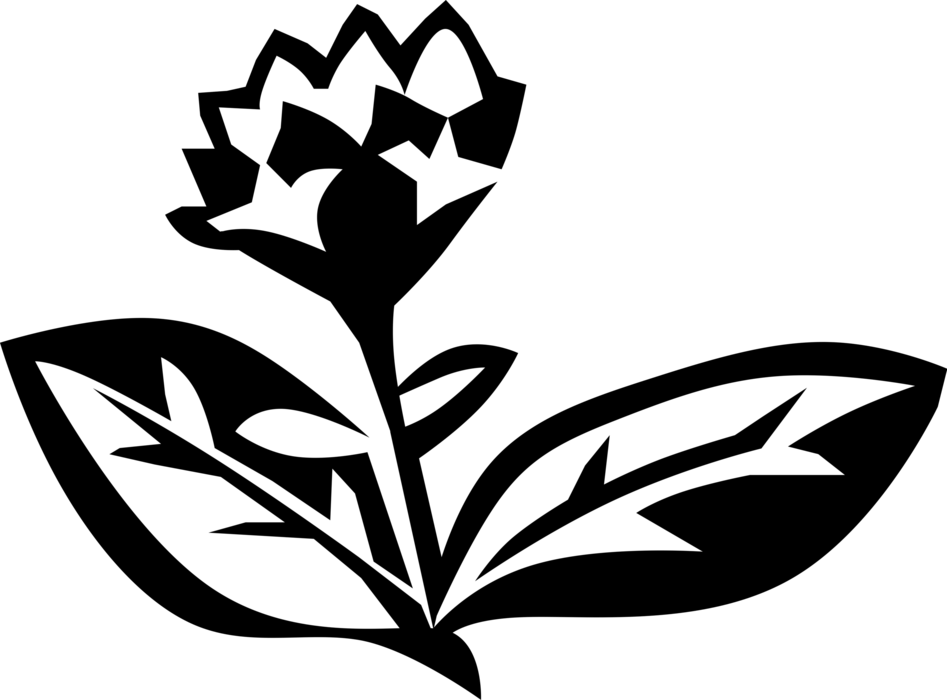 Vector Illustration of Oregano Aromatic Herb Spice Flowering Plant
