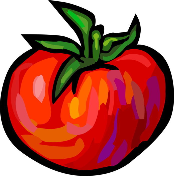 Vector Illustration of Tomato Edible Culinary Vegetable