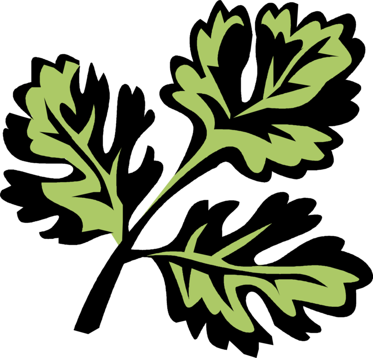 Vector Illustration of Coriander Cilantro Herb used in Culinary Cooking