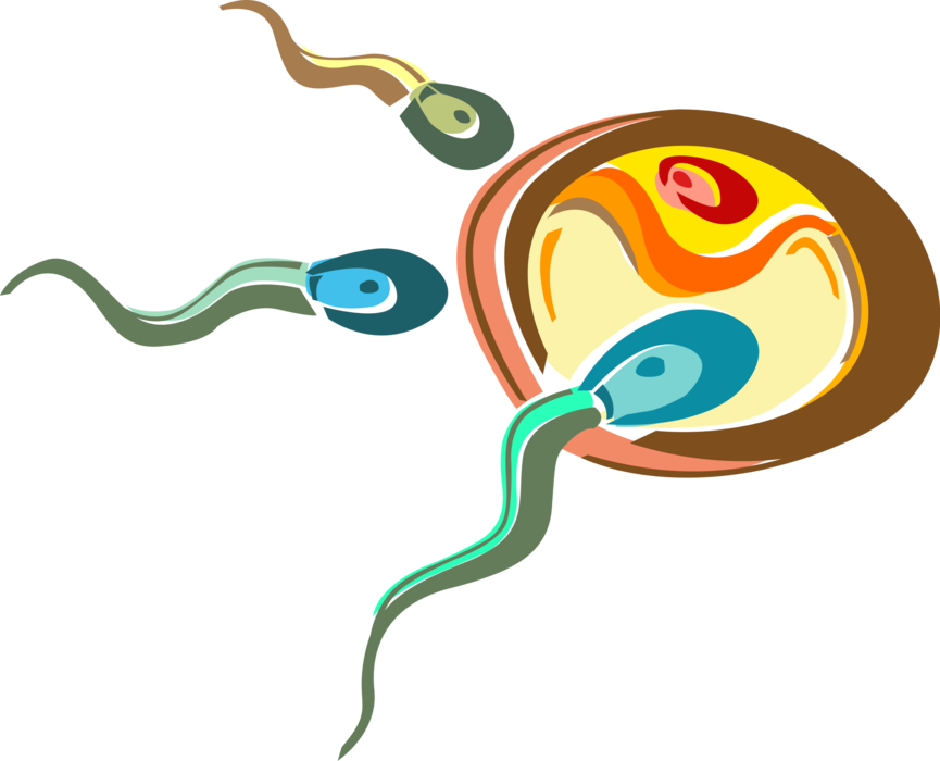 Vector Illustration of Human Fertilization Sperm Fertilizing and Fusing with Ovum Egg