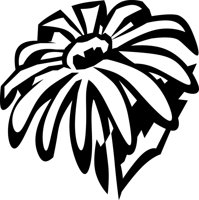 Vector Illustration of Black-Eyed Susan Botanical Flowering Ornamental Plant