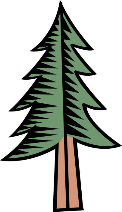 Vector Illustration of Coniferous Evergreen Pine Tree