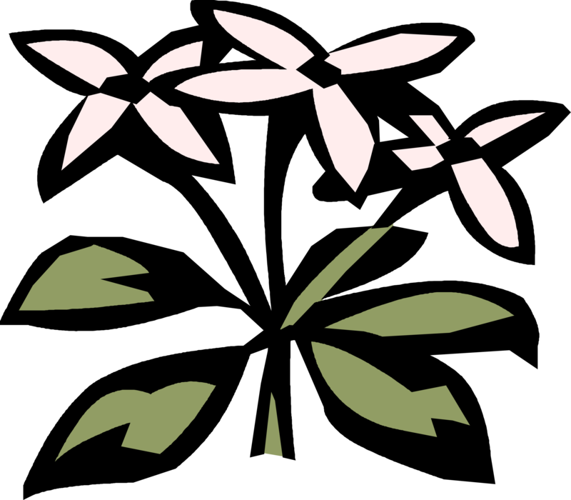 Vector Illustration of Scented Sweet Woodruff used as Pot-Pourri or Potpourri Naturally Fragrant Plant Material
