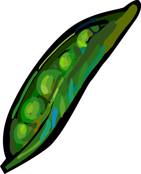 Vector Illustration of Seed-Pod Edible Vegetable Peas in Pod