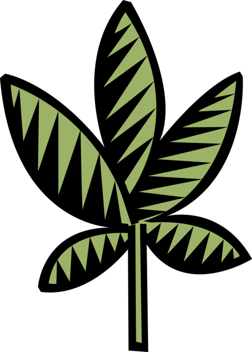 Vector Illustration of Vascular Botanical Horticulture Plant Foliage Leaf