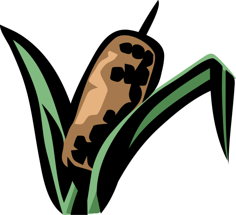 Vector Illustration of Cattail Bulrushes Bulrush in Marshlands Wetland