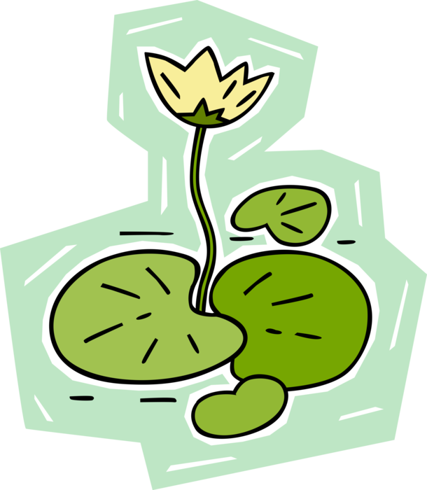 Vector Illustration of Water Lily Aquatic Plant with Leaves and Flowers Floating on Water Surface