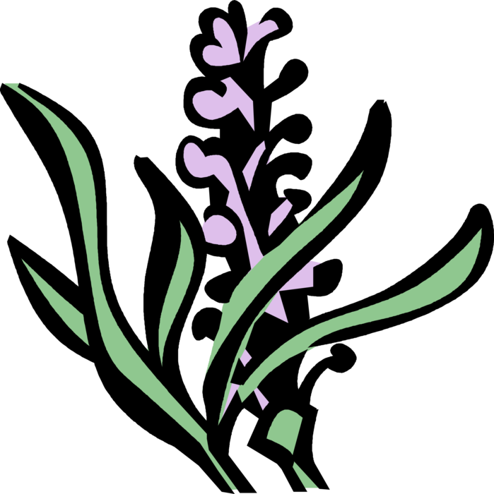 Vector Illustration of Lavender Botanical Horticulture Plant Flower and Leaves