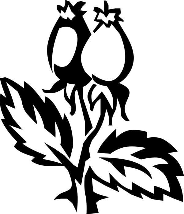 Vector Illustration of Botanical Horticulture Plant Rosehips or Rose Haw Fruit of Rose Plant