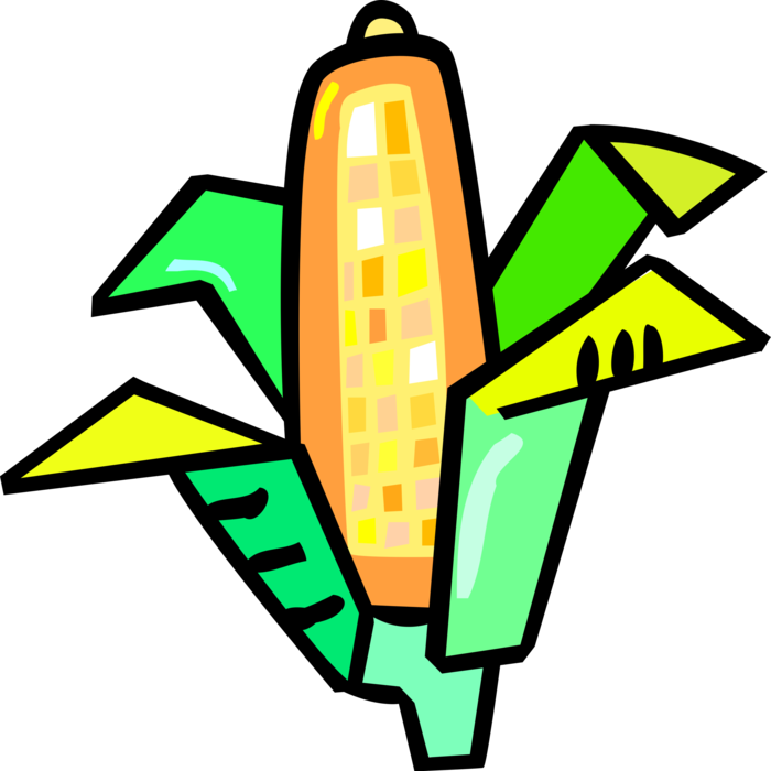 Vector Illustration of Corn on the Cob Grain Plant Maize Husk