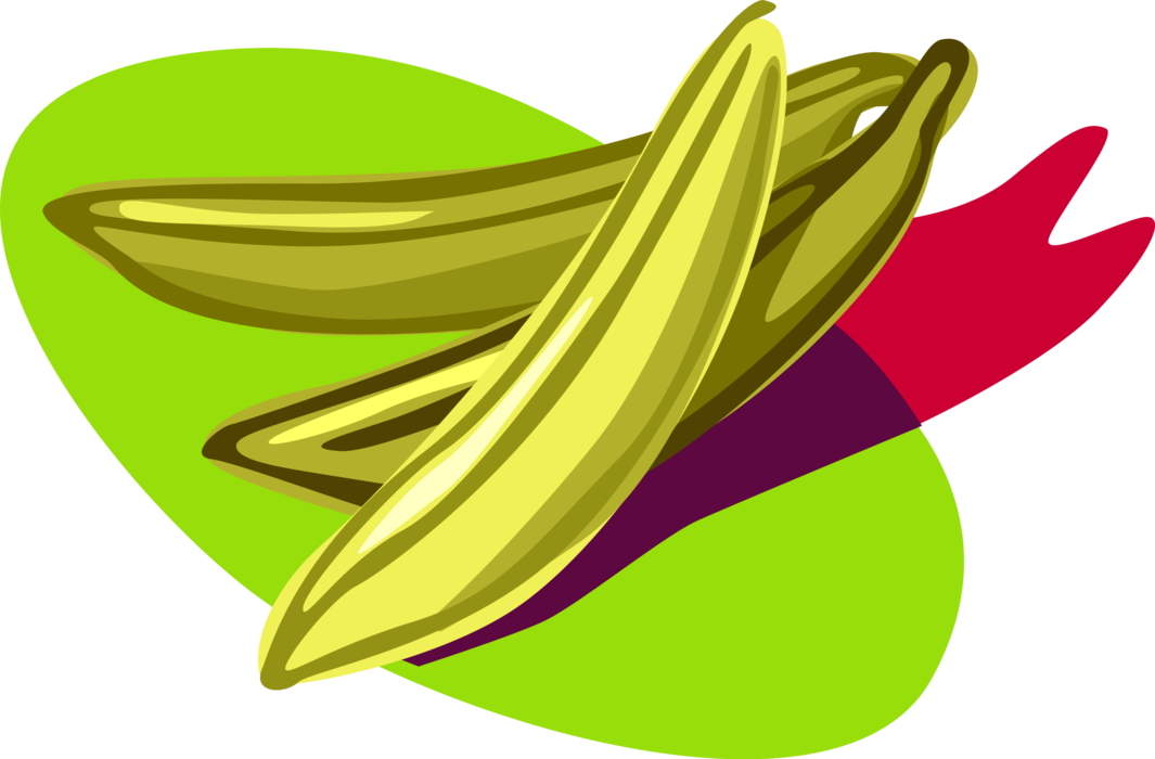 Vector Illustration of Cooking Plantain Fruit Bananas