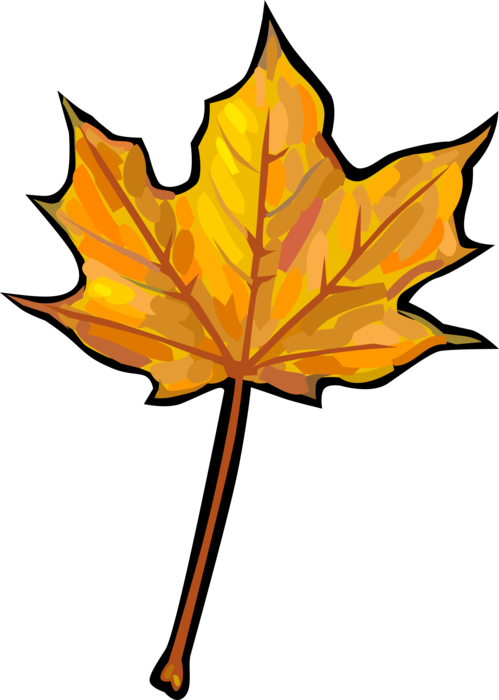 Vector Illustration of Maple Leaf in Fall Autumn Changes Color
