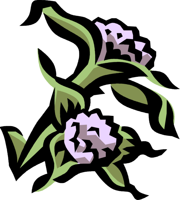 Vector Illustration of Thimbleberry Botanical Horticulture Ornamental Plant