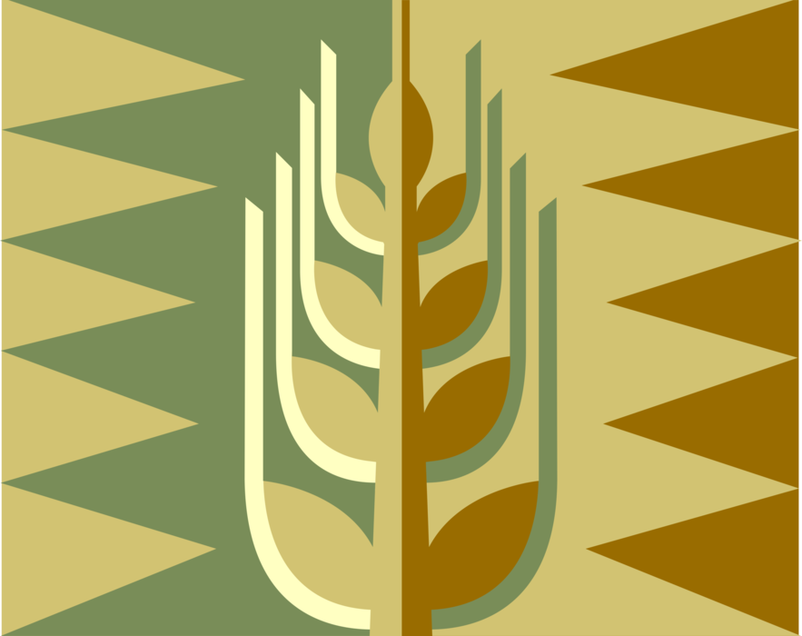 Vector Illustration of Wheat Grain Cereal Grass Agricultural Crop