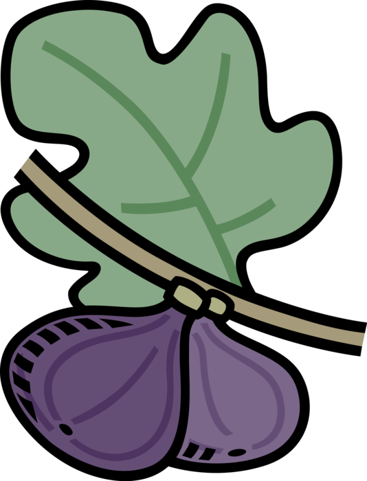 Vector Illustration of Common Fig Fruit on Tree Branch