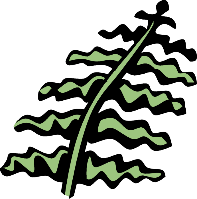 Vector Illustration of Fern Vascular Botanical Plant Reproduced by Spores