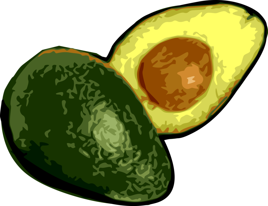 Vector Illustration of Large Berry Avocado Single Seed Alligator Pear Fruit