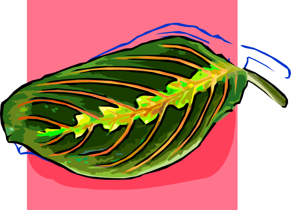 Vector Illustration of Vascular Botanical Horticulture Plant Foliage Leaf